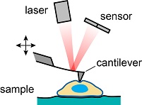 AFM setup