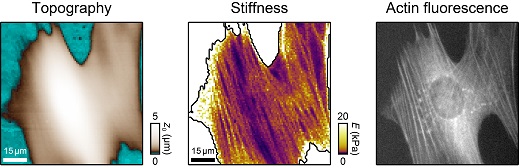 SICM stiffness map