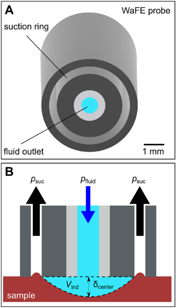 Water flow elastography